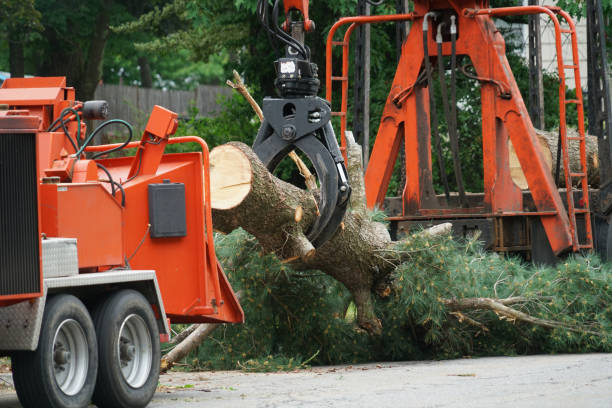 Tree Branch Trimming in Goshen, AR